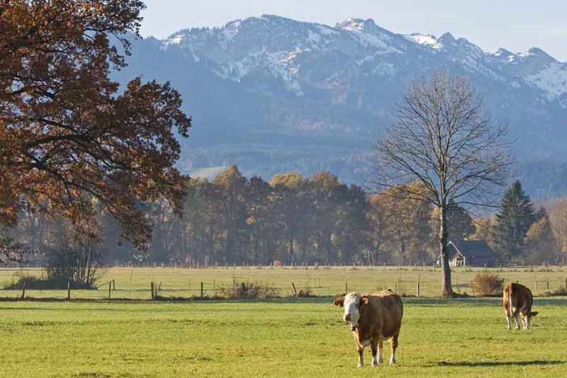 Herkunft Fleischwaren Holnburger